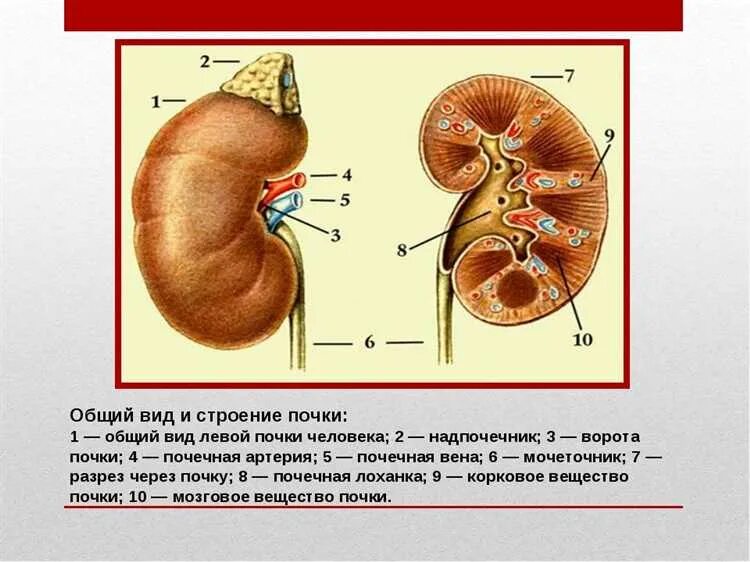 Почки схема расположения Расположение почек: анатомия почек Медицинская Энциклопедия