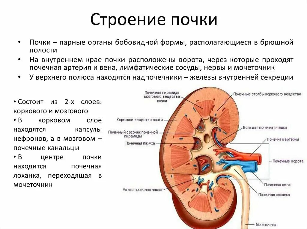 Почки схема расположения Внешний слой почек образован лоханкой