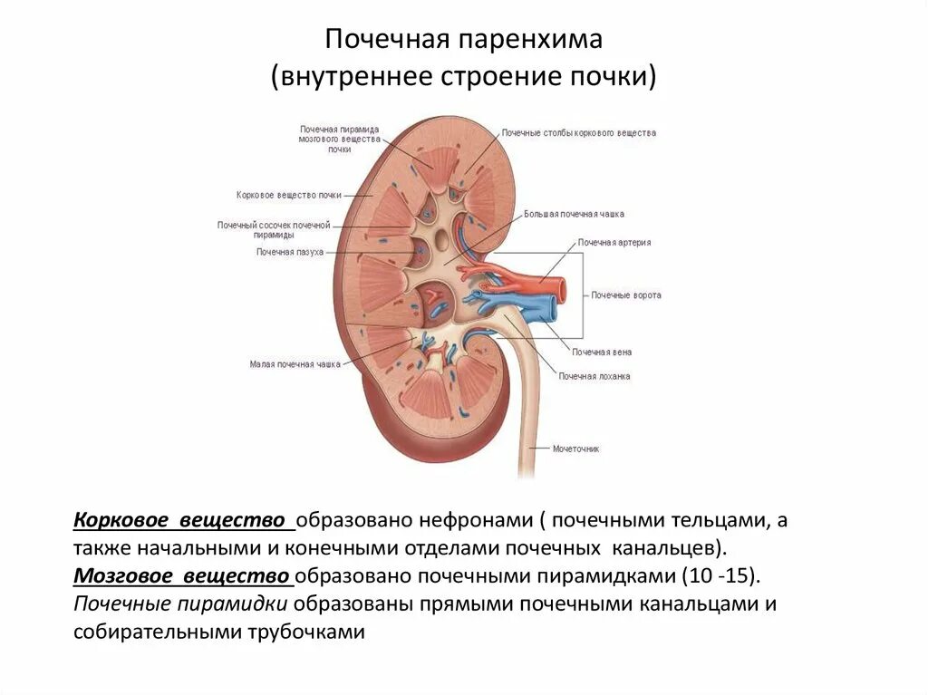 Почки схема расположения Паренхима почки