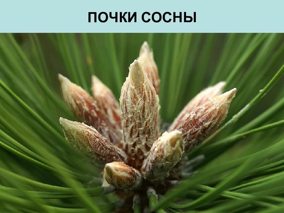 Почки сосны фото ОТДЕЛ ГОЛОСЕМЕННЫЕ - презентация