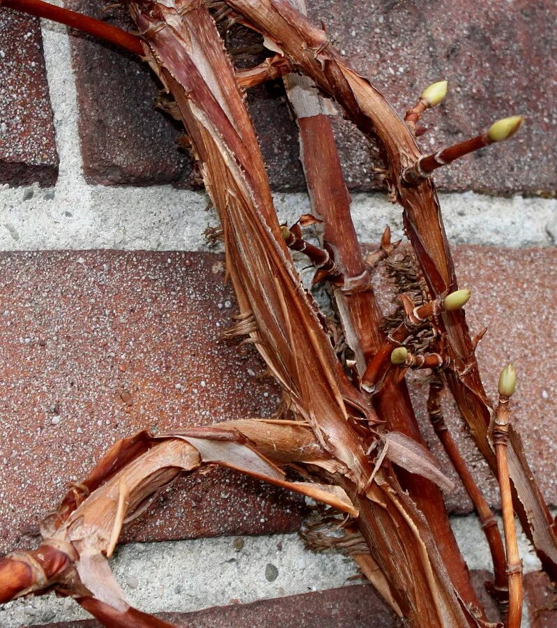 Почки у гортензии фото Hydrangea petiolaris - Image of an specimen - Plantarium