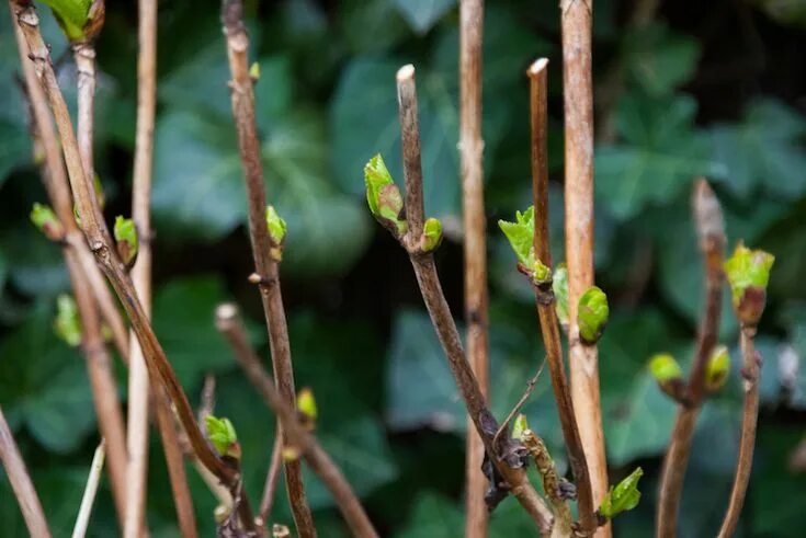 Почки у гортензии фото How to grow Hydrangeas Van Meuwen Hortensia's snoeien, Hortensia tuin, Hortensia