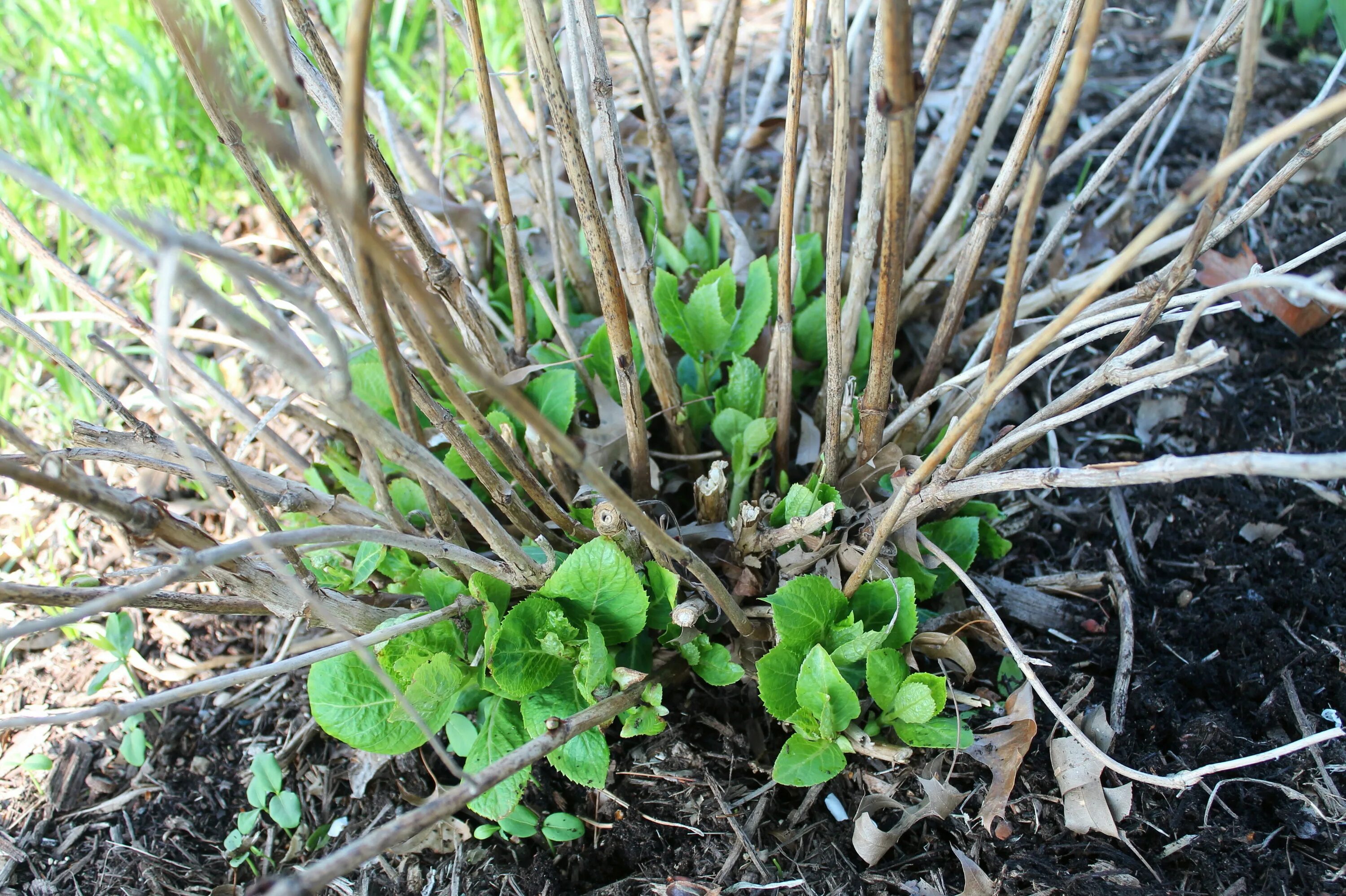 Почки у гортензии фото My Butterfly Bush Looks Dead Flash Sales bellady.by