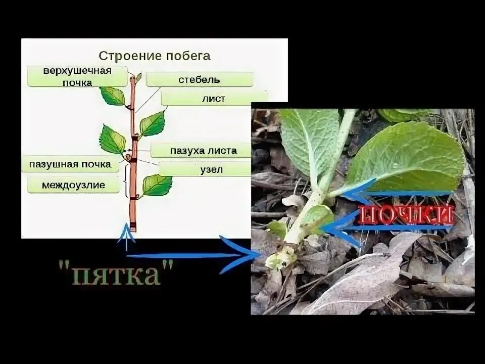 Почки у гортензии фото Черенкование ГОРТЕНЗИИ с 100% результатом.Размножаем - ЛЕГКО! - YouTube Гортензи