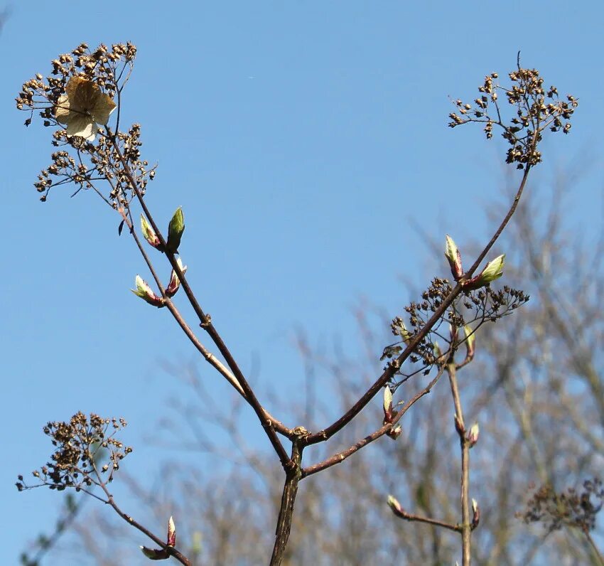 Почки у гортензии фото Hydrangea heteromalla - Image of an specimen - Plantarium