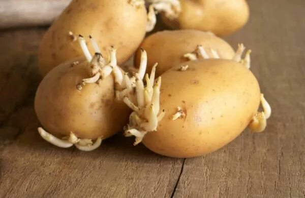 Почки у картофеля фото Foods You Can Regrow Again And Again - Forkly Beneficios de alimentos, Recetas d