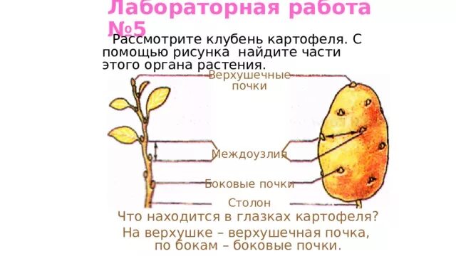 Почки у картофеля фото Видоизменения подземных побегов и корней