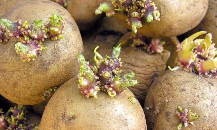 Почки у картофеля фото Сельхозорганизации Беларуси начали посадку картофеля - Пестициды.by - средства з