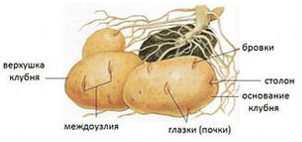 Почки у картофеля фото Видоизменения побегов Ботаника Теория Решутест. Продвинутый тренажёр тестов