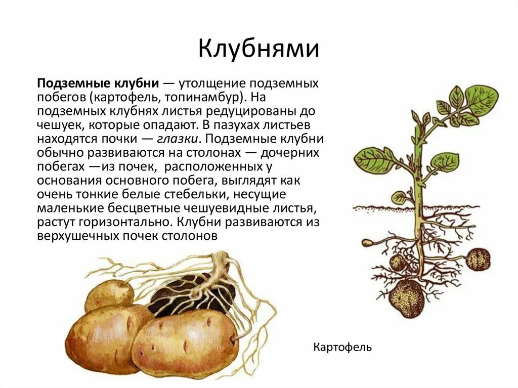 Почки у картофеля фото Корневища клубня