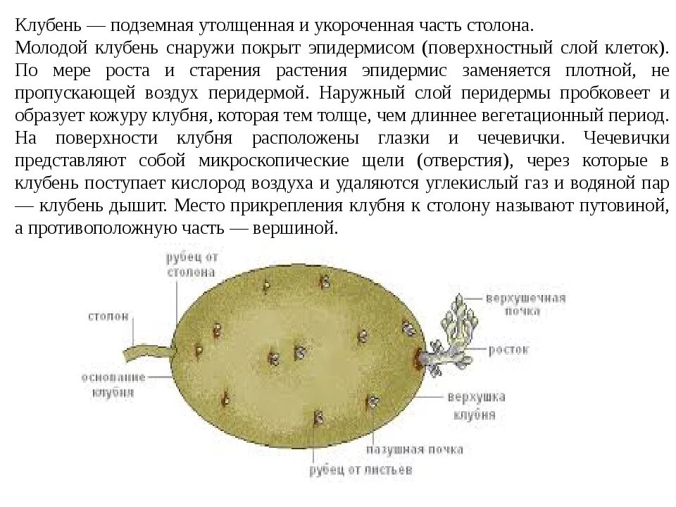 Строение растения картофеля. Картофельное поле - презентация онлайн