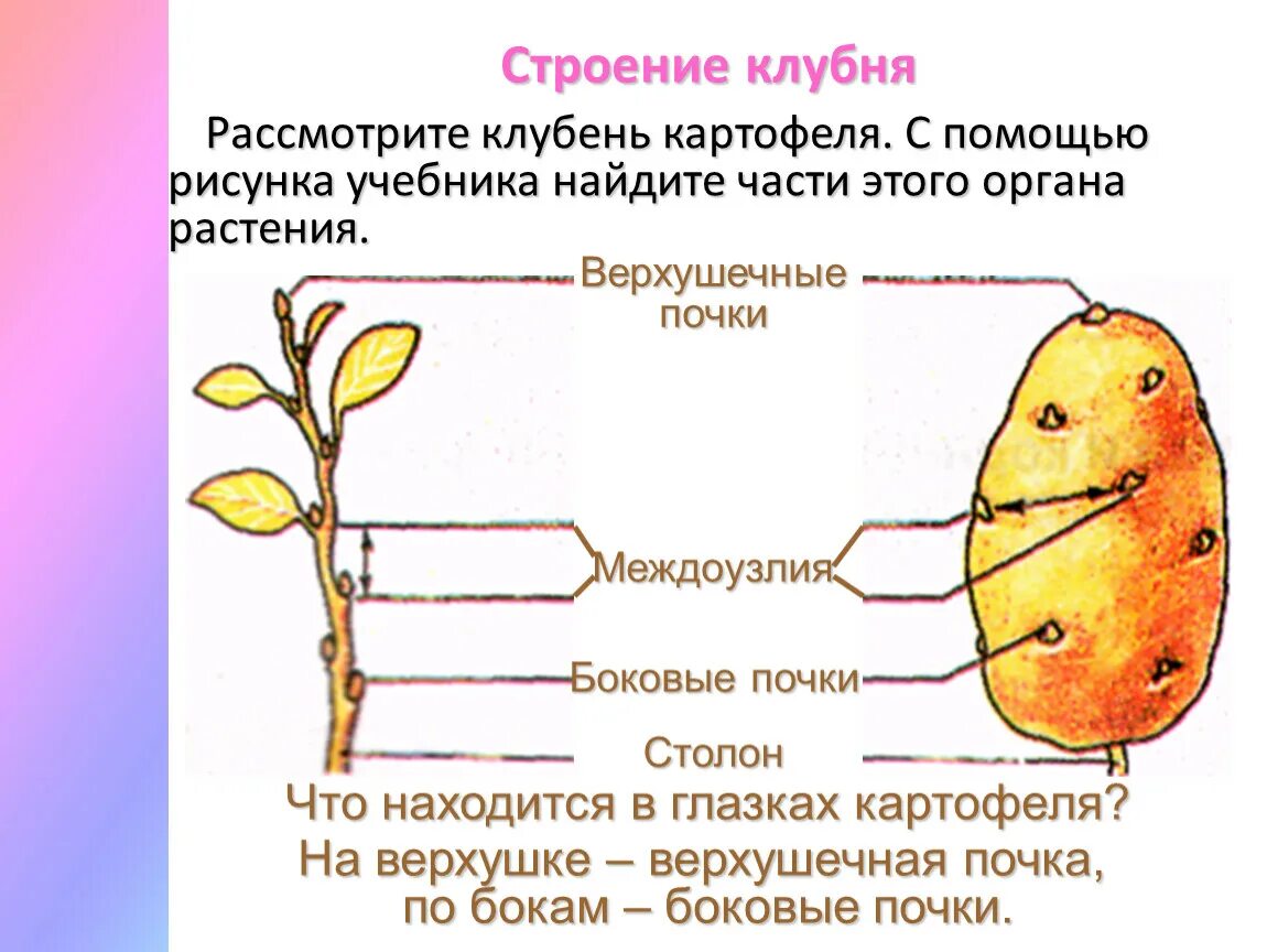 Почки у картофеля фото Видоизменения побега.