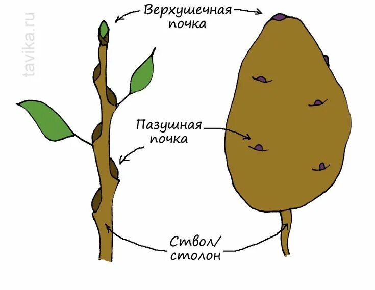 Почки у картофеля фото Опыты с растениями. Подземные кладовые - tavika.ru Уроки биологии, Углубленное и