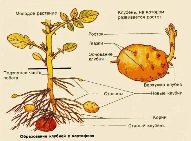 Почки у картофеля фото Картофель биология 7 класс - найдено 90 картинок