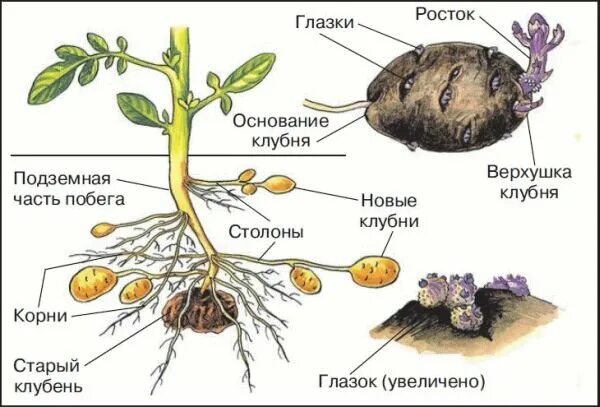 Почки у картофеля фото А вы знали, что петуния и табак - родственники картофеля? В их семью также входи