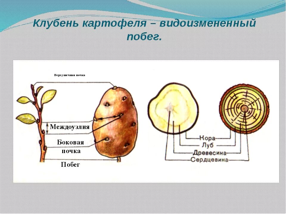 Почки у картофеля фото Ответы Mail.ru: Почему клубень картофеля относят к подземным побегам, а не к вид