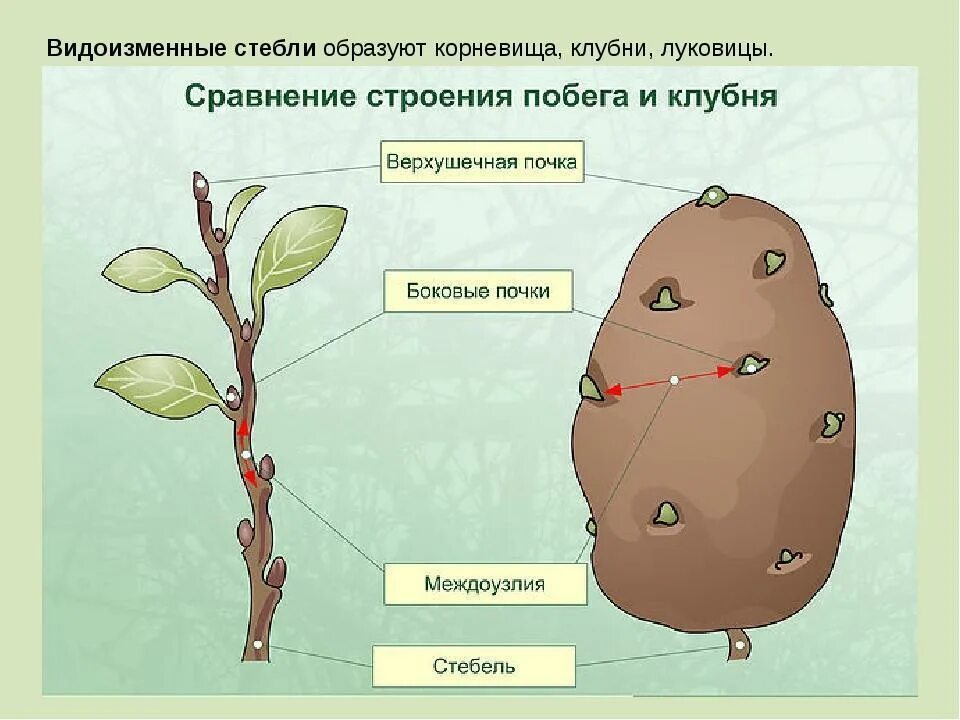 Почки у картофеля фото Внешний вид картофеля фото - Тоши Суши