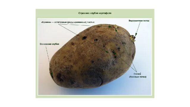 Почки у картофеля фото Видоизменения подземных побегов и корней