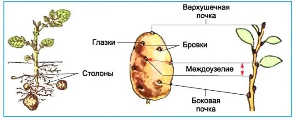 Почки у картофеля фото Строение Картофеля Рисунок (56 Фото)