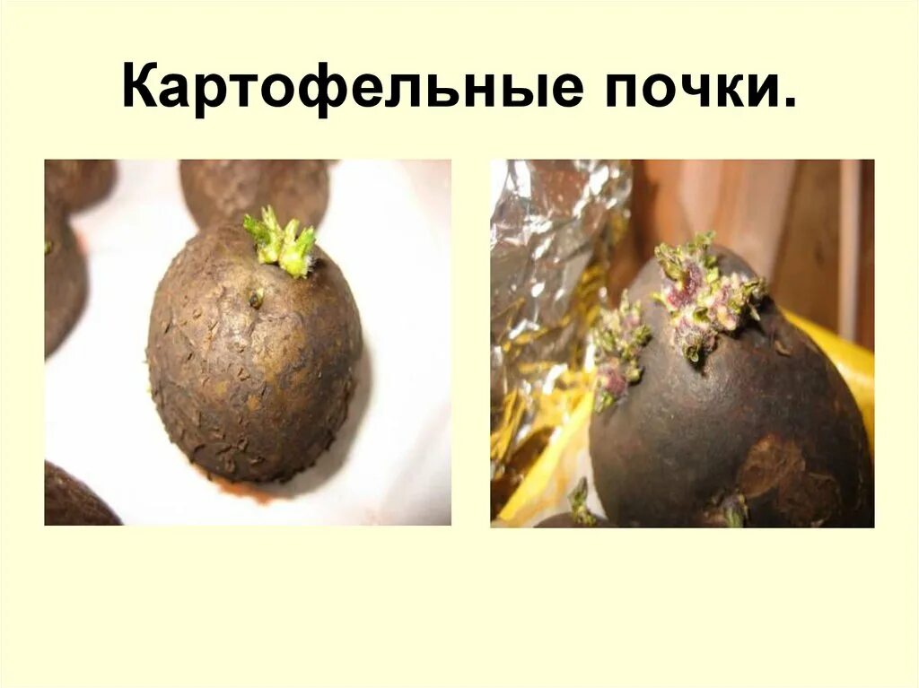 Почки у картофеля фото Строение растения картофеля. Картофельное поле - презентация онлайн