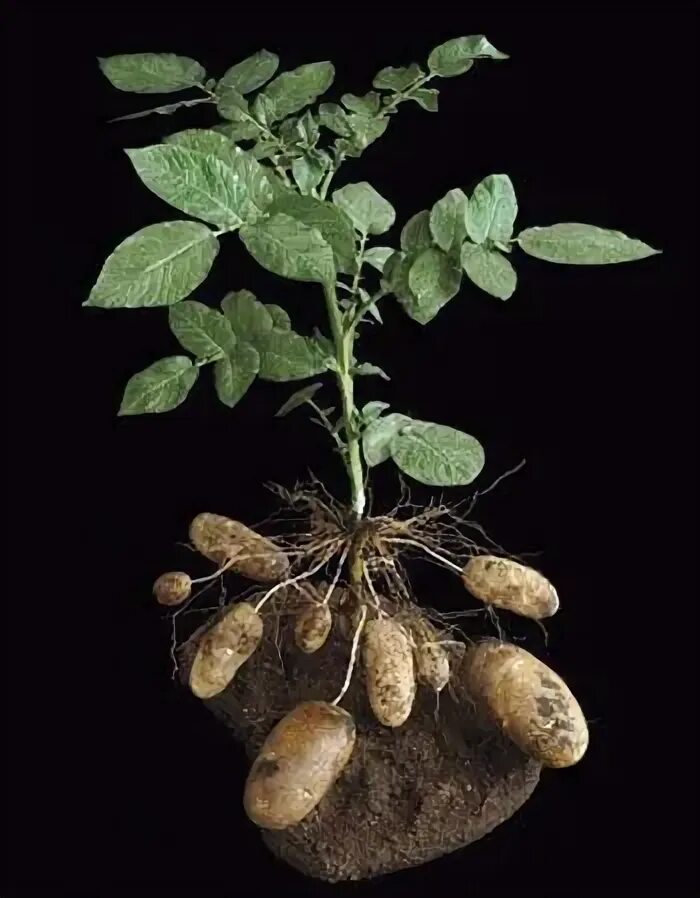Почки у картофеля фото Much has been made of the fact that the potato plant can be encouraged to contin