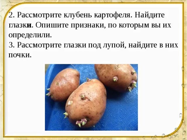 Почки у картофеля фото Лабораторный практикум. - Биология - Презентации - 6 класс