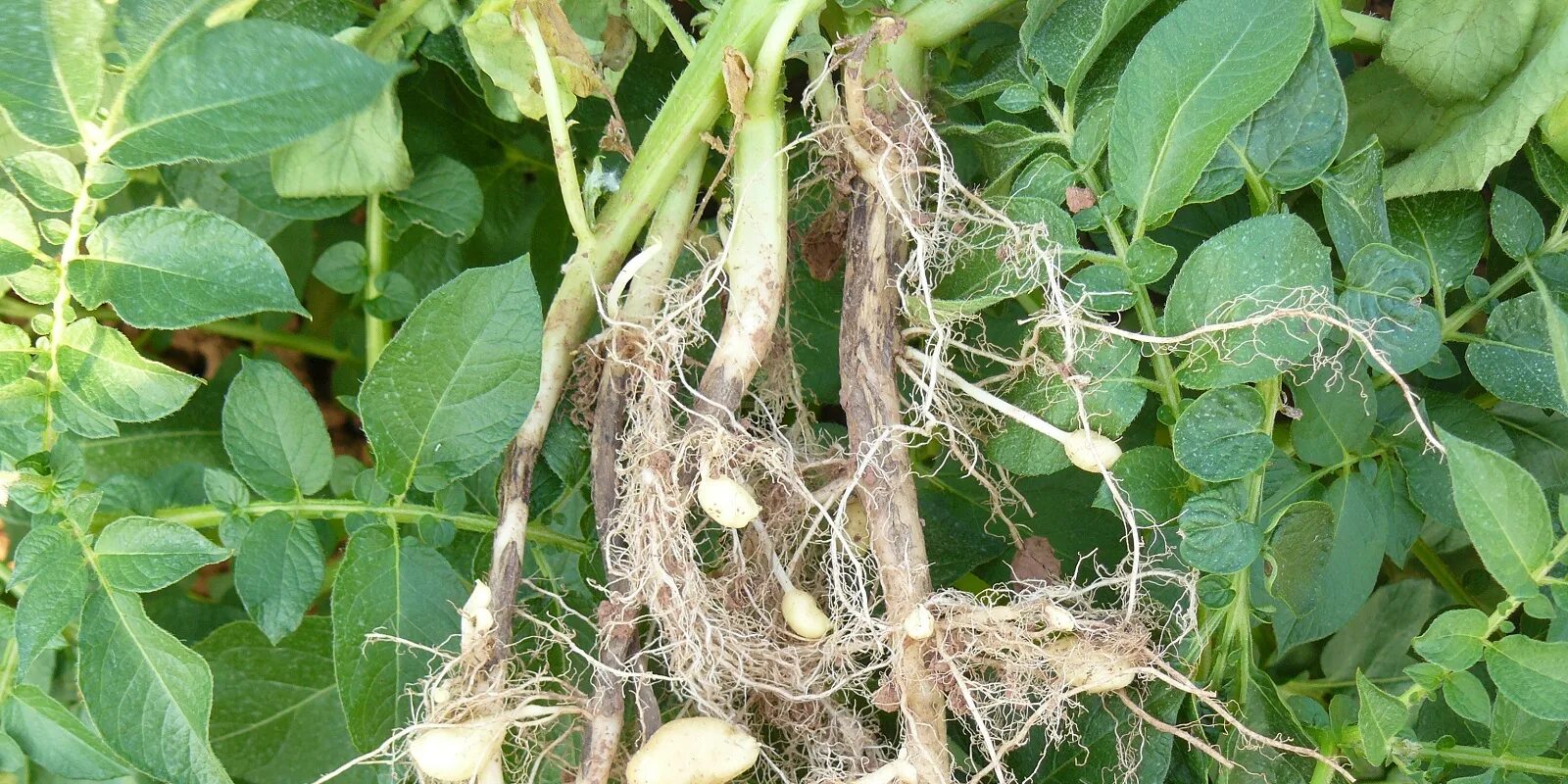 Почки у картофеля фото Potato Stem