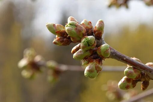 Почки яблони фото Buds On Apple Tree Stock Photo - Download Image Now - iStock