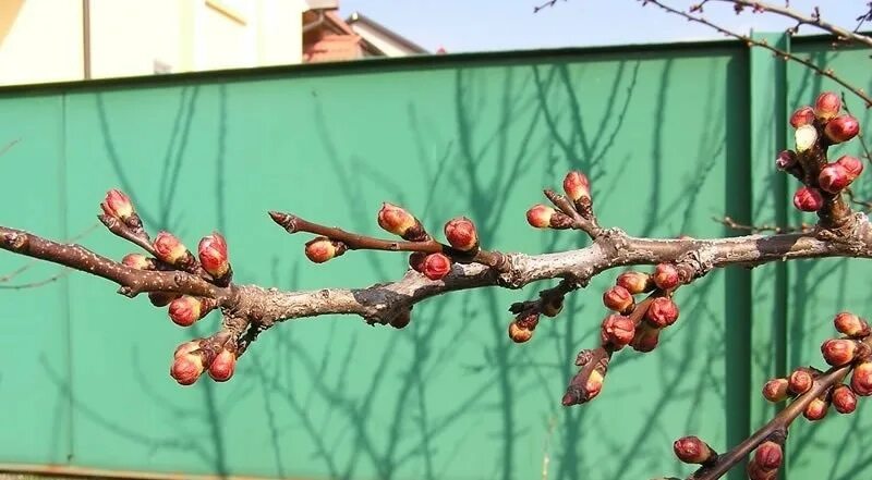 Почки яблони фото Защита сада весной от вредителей и болезней - полезные статьи интернет-магазин Б