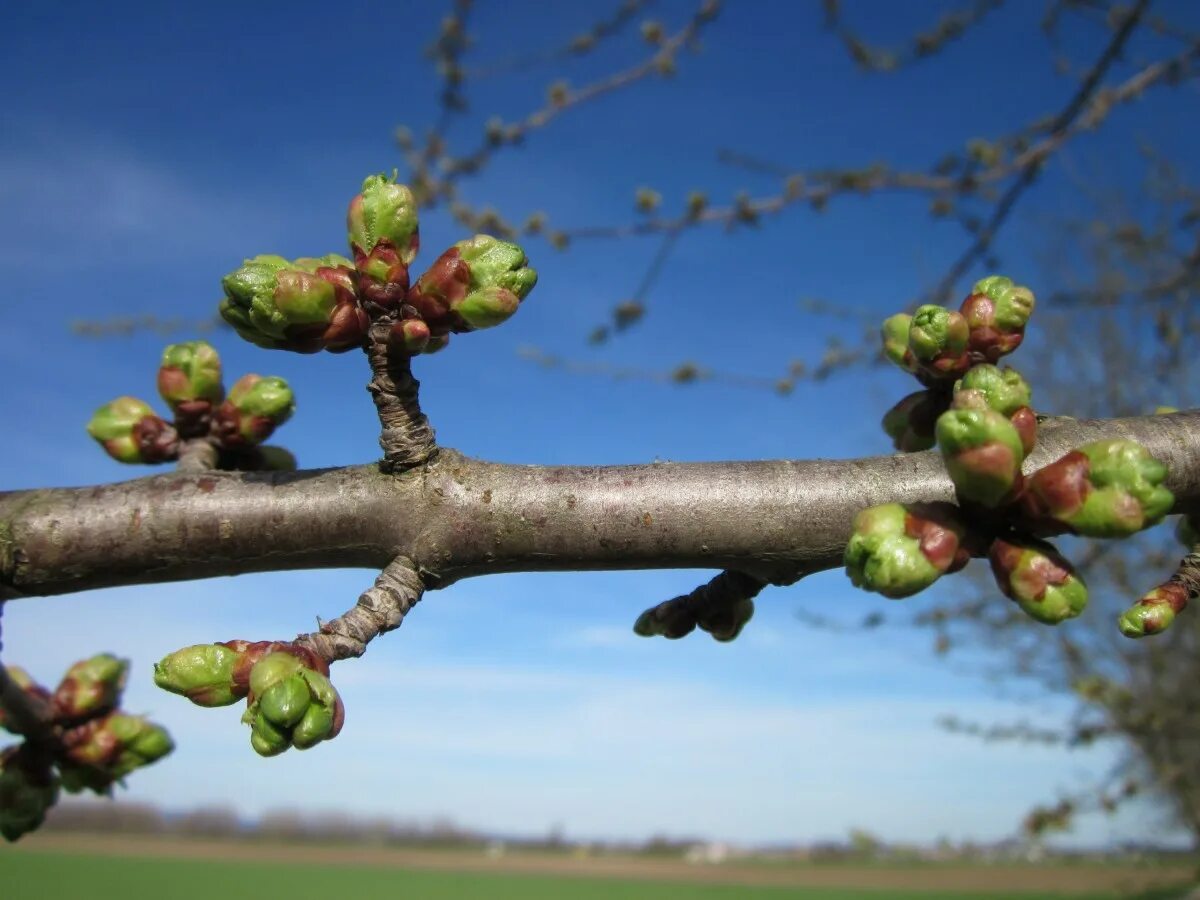 Почки яблони фото Free Images : nature, branch, blossom, fruit, leaf, flower, food, spring, green,