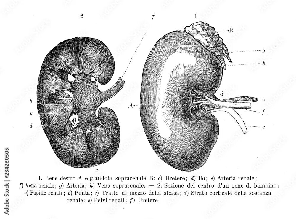 Почки животных фото Vintage illustration of anatomy, human kidney section with Italian anatomical de