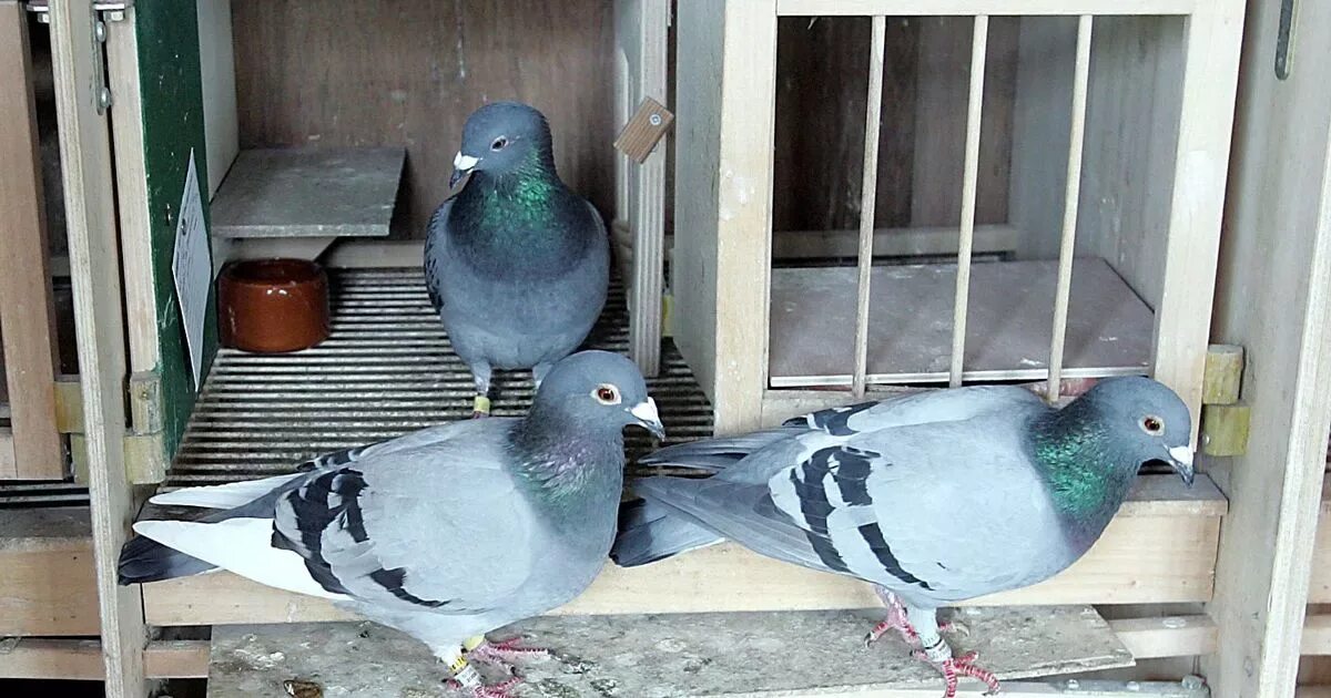 Почтовые голуби фото с названием породы North East pigeon fanciers deny their hobby is cruel as Peta call for a ban - Ch