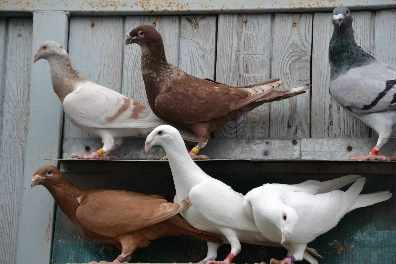 Почтовые голуби фото с названием породы Colorful Russian Birds