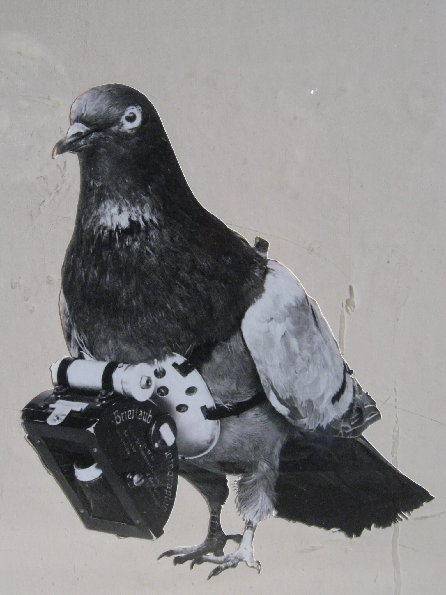 Почтовый голубь фото Файл:Dr Julius Neubronner patented a miniature pigeon camera activated by a timi