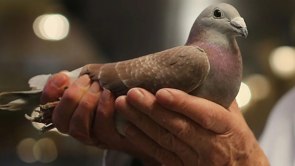 Почтовый голубь фото BBC World Service - Newsday, Can pigeons pass on knowledge between generations?