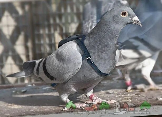 Почтовый голубь фото Разнообразные породы голубей: фото и видео обзор Pigeon voyageur, Pigeon, Humour