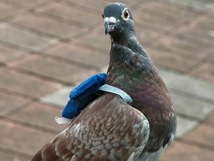 Почтовый голубь фото A Messenger pigeon with his backpack Homing pigeons, Pigeon, Pigeon bird