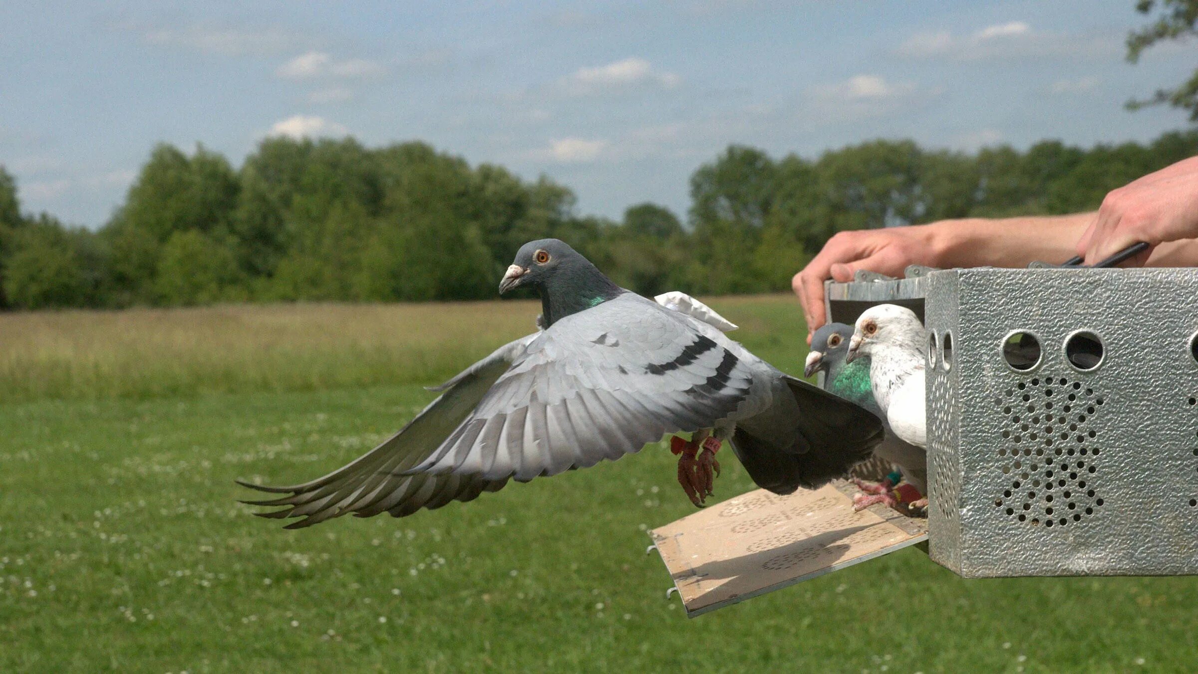 Почтовый голубь фото In Homing Pigeon Flocks, Bad Bosses Quickly Get Demoted Homing pigeons, Bad boss