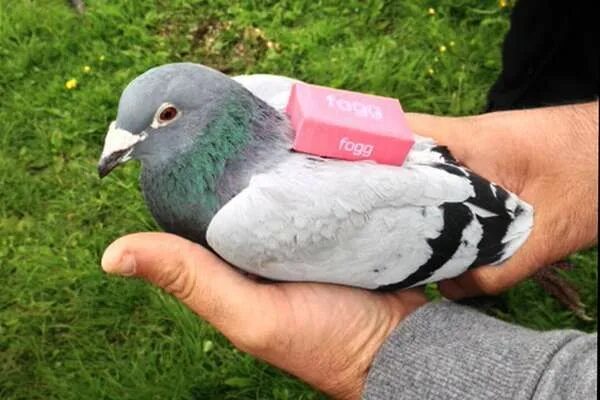 Почтовый голубь фото Tweeting Pigeon Campaigns Homing pigeons, Environmental design, Reality check