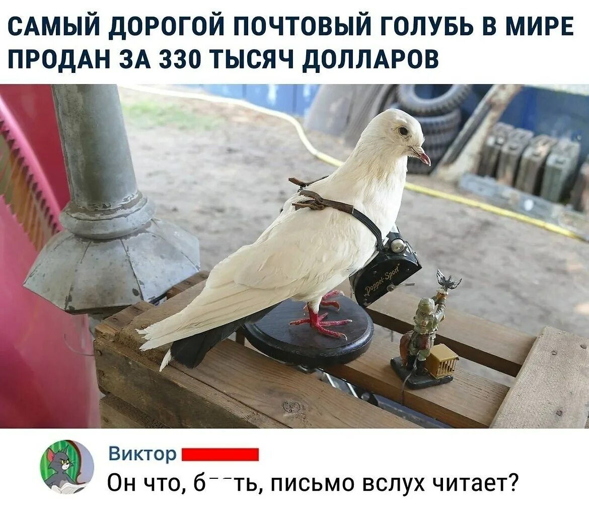 Почтовый голубь фото прикол Почтовый голубь—carrier pigeon