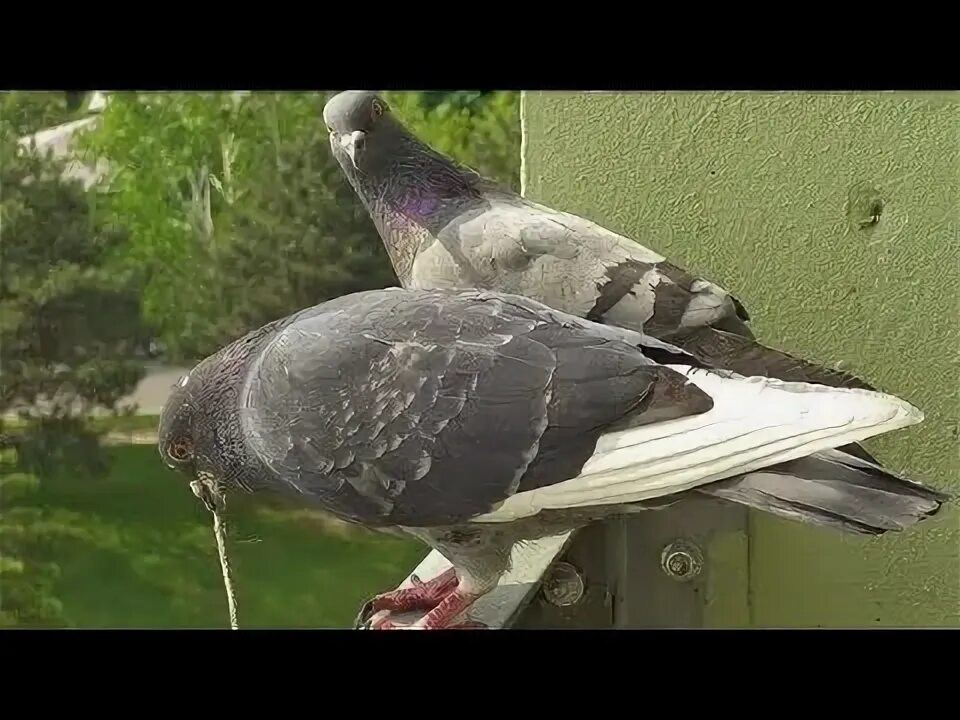 Почтовый голубь фото прикол Funny urban pigeons couple! - YouTube