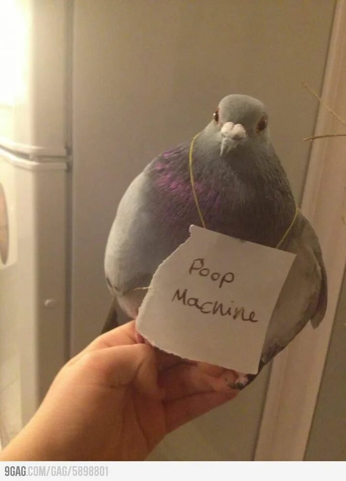 Почтовый голубь фото прикол Pigeon - Poop Machine Sign Pigeon funny, Cute pigeon, Pet pigeon