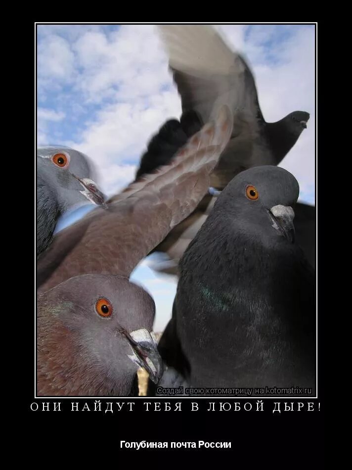 A Messenger pigeon with his backpack Homing pigeons, Pigeon, Pigeon bird