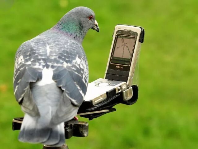 Почтовый голубь фото прикол The Homing Pigeon Has SatNav Funny bird pictures, Funny birds, Homing pigeons