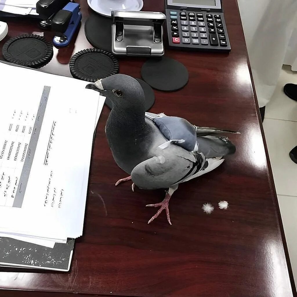 Почтовый голубь фото прикол Pigeon caught carrying a small bag of drug pills - Album on Imgur