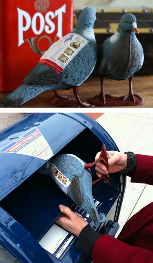 Почтовый голубь фото прикол Pigeon Post, A Kit to Deliver a Plastic Carrier Pigeon Through The Mail Fun mail