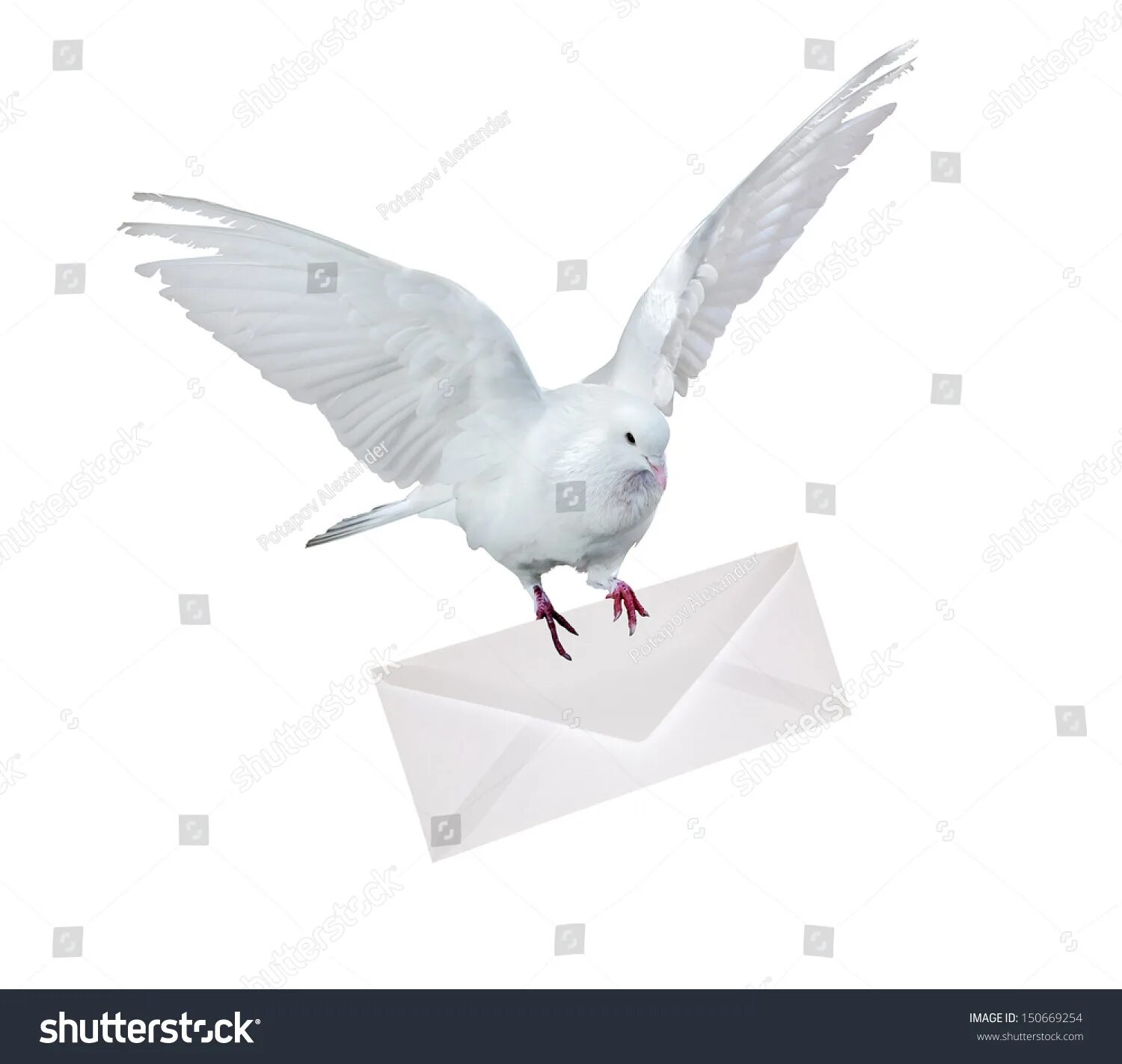 Почтовый голубь фото с письмом 11.101 imagens de Pigeon with letter Imagens, fotos stock e vetores Shutterstock