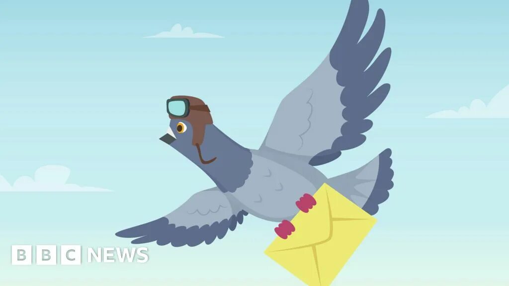 Почтовый голубь фото с письмом Quiz of the Week: What's Belgium's fastest bird? - BBC News