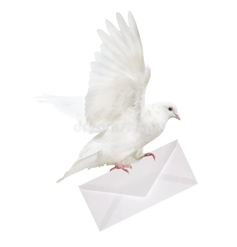 Почтовый голубь фото с письмом Isolated White Dove Carrying Envelope Stock Photo - Image of communication, dove