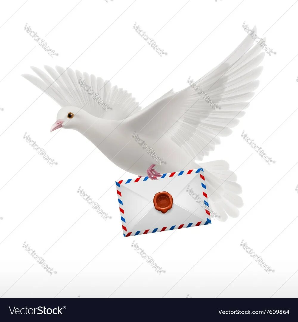 Почтовый голубь фото с письмом Dove white Royalty Free Vector Image - VectorStock